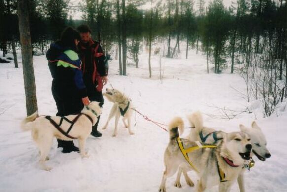 Lisa helps harness the huskies